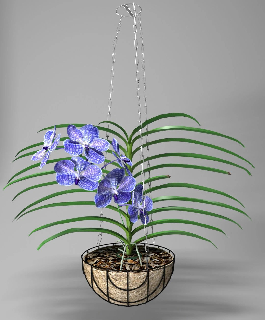 orchid vandacoerulea 3D Model .c4d .max .obj .3ds .fbx .stl .blend 
