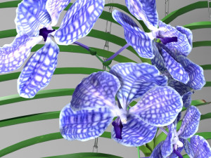 orchid vandacoerulea 3D 模型