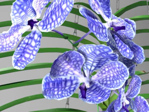 orchid vandacoerulea 3D Model