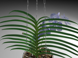 orchid vandacoerulea 3D 模型