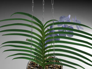 orchid vandacoerulea 3D Model