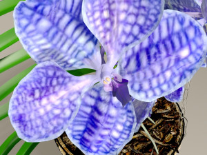 orchid vandacoerulea 3D 模型