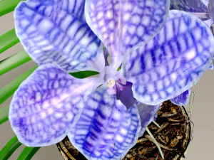 orchid vandacoerulea 3D Model