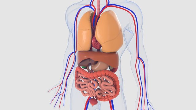 human organs 3D 모델 .c4d .max .obj .3ds .fbx .stl .blend 