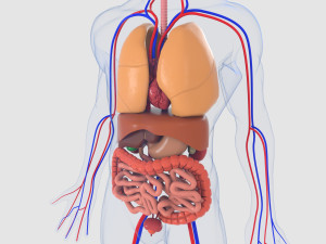 human organs 3D मॉडल