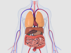 human organs 3D 모델