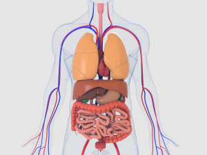 menselijke organen 3D Model