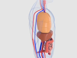 menselijke organen 3D Model