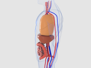 human organs 3D 모델
