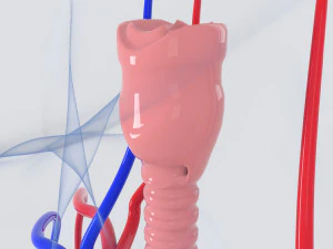 menselijke organen 3D Model