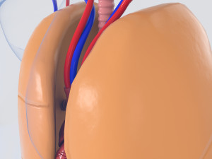 human organs 3D 모델