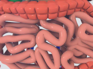 menselijke organen 3D Model