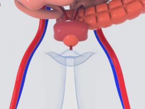 menselijke organen 3D Model