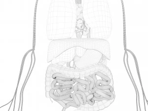 menselijke organen 3D Model