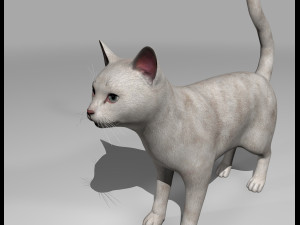 white cat rigged gift 3D 模型