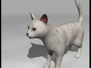 beyaz kedi hileli hediye 3D Model