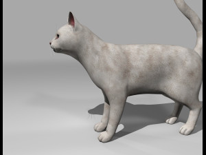 white cat rigged gift Modelo 3D