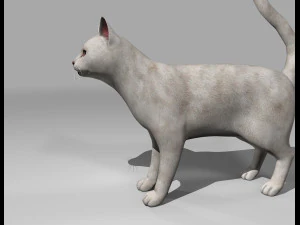 presente manipulado de gato branco Modelo 3D