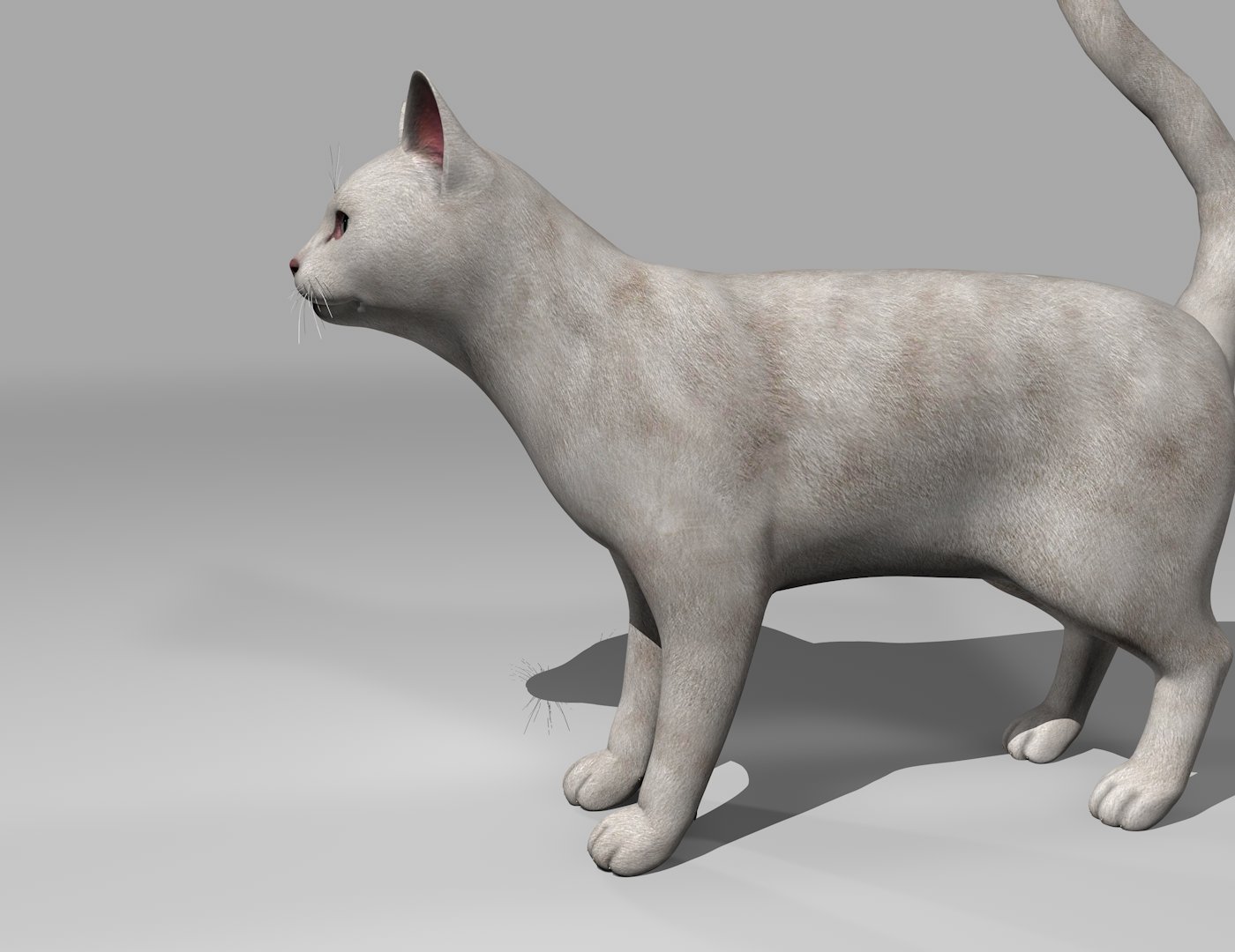 White Cat Rigged Gift 3d Model In Cat 3dexport