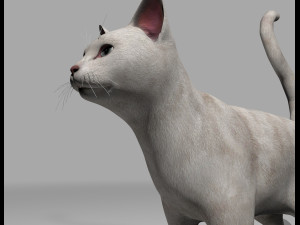 white cat rigged gift Modelo 3D