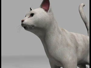 presente manipulado de gato branco Modelo 3D