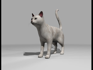 white cat rigged gift Modelo 3D