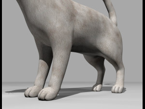 white cat rigged gift Modelo 3D