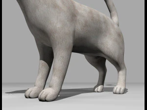 presente manipulado de gato branco Modelo 3D