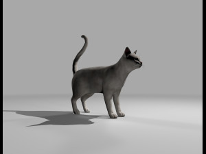 white cat rigged gift Modelo 3D
