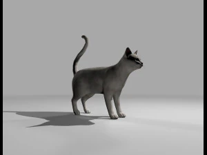 presente manipulado de gato branco Modelo 3D