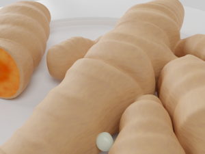 turmeric roots 3Dモデル
