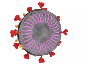 coronavirus Modèle 3D
