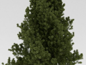 3 trees 3D Model