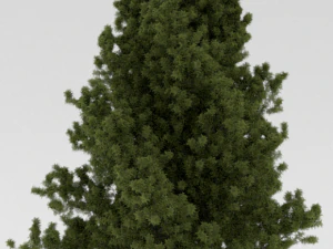 3 trees 3D Model