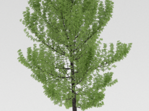3 trees 3D Model