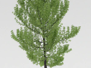 3 trees 3D Model