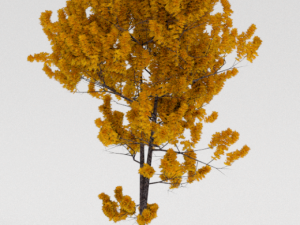 3 trees 3D Model