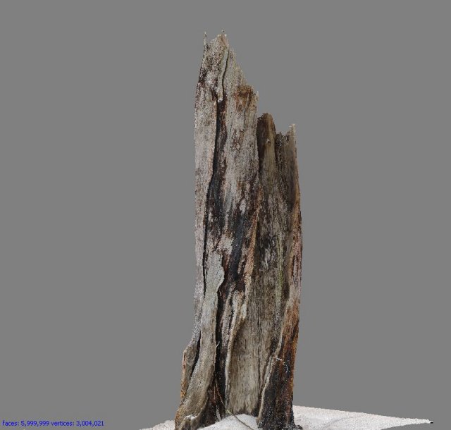 root Model 3D .c4d .max .obj .3ds .fbx .stl .blend 