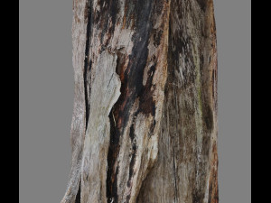 root Model 3D