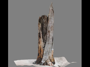 root Model 3D