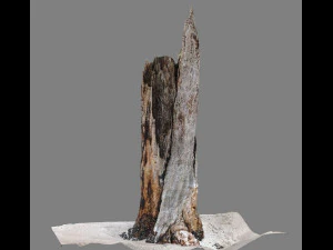 root 3D Model