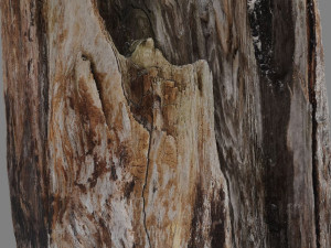 root Model 3D