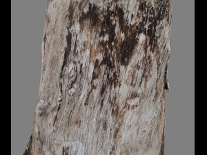 root Model 3D
