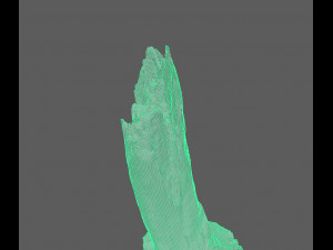 root Model 3D