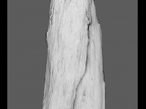 root Model 3D