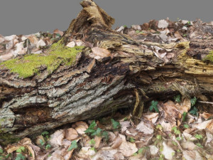 wood log 3D मॉडल