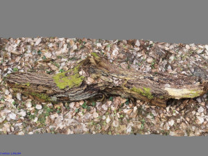 wood log 3D मॉडल