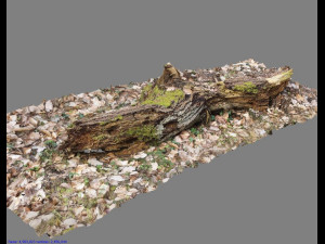 wood log 3D मॉडल