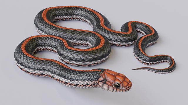 Black orange snake - animated 3D Model .c4d .max .obj .3ds .fbx .stl .blend 