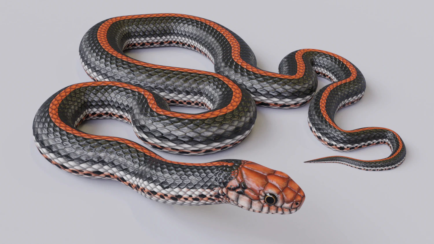 Black orange snake - animated 3D Model .c4d .max .obj .3ds .fbx .stl .blend